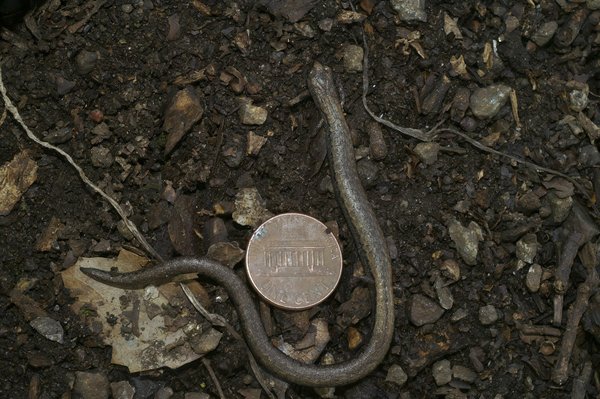 Cuisine saine : Grille-pain vs Friteuse